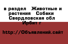  в раздел : Животные и растения » Собаки . Свердловская обл.,Ирбит г.